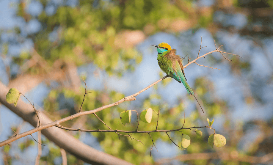 A green bee-eater, Sri Lanka.