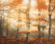 Tall trees and the interplay of light captured by Stephen Bridger.