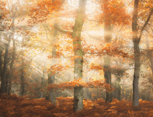 Stephen Bridger’s Autumnal Hues: Capturing Fall Magic in Scotland