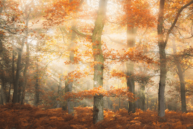 Tall trees and the interplay of light captured by Stephen Bridger.