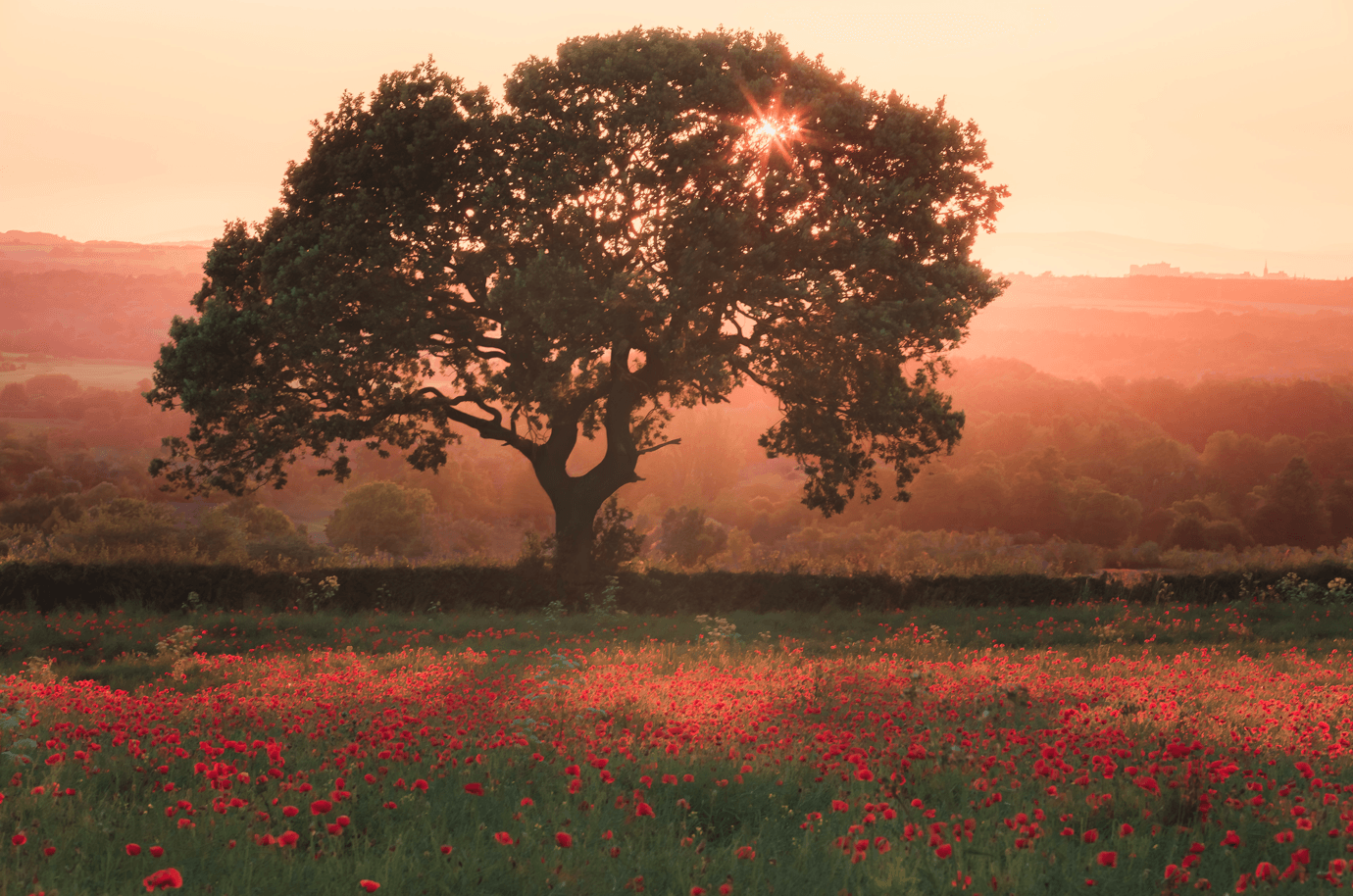 A field of poppies captured by Stephen Bridger in Scotland.