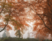 Autumn in Scotland captured by Stephen Bridger.