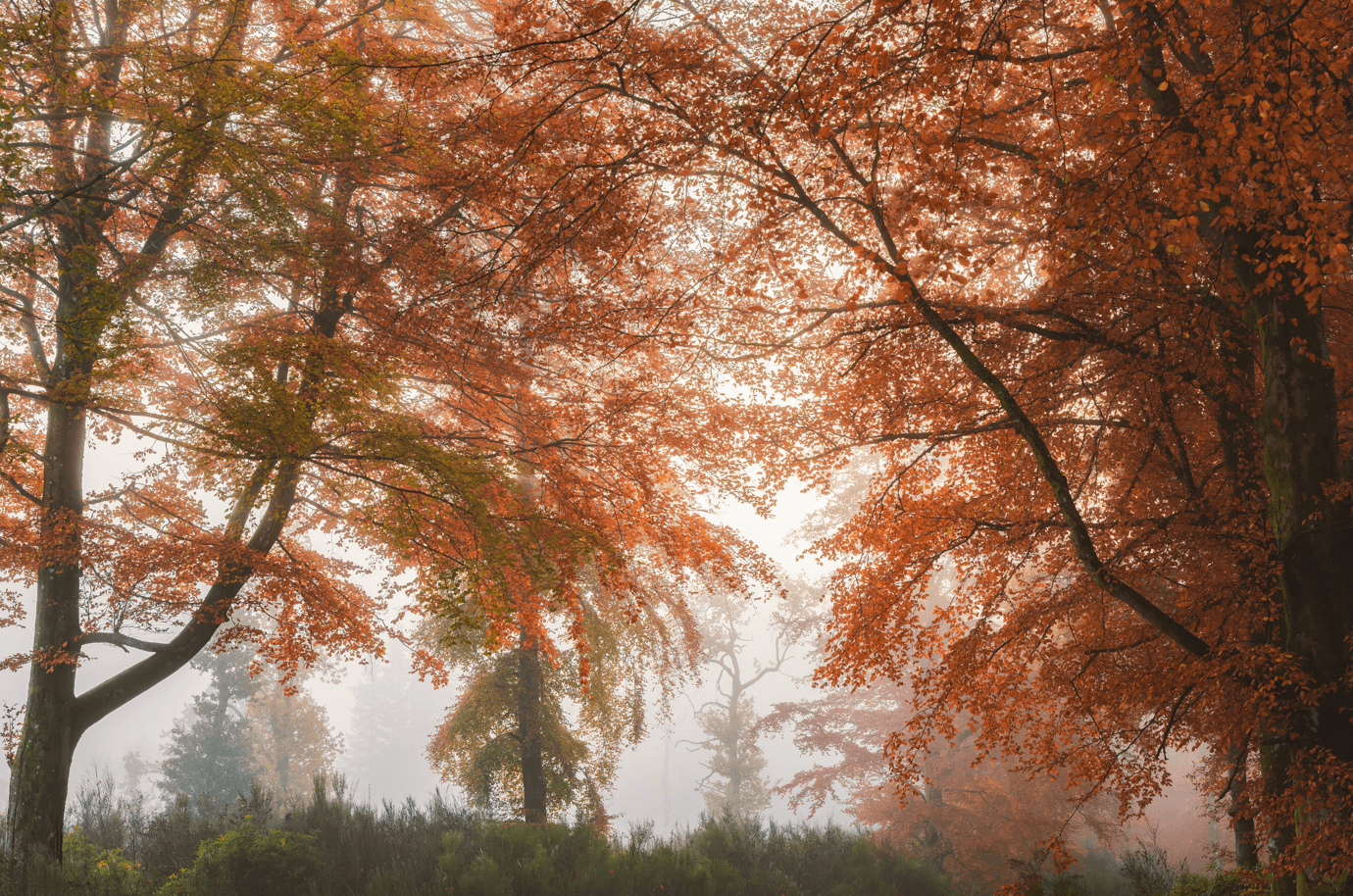 Autumn in Scotland captured by Stephen Bridger.