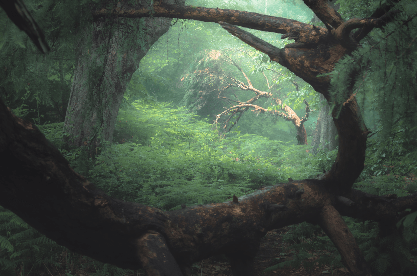 A forest covered in fog captured by Stephen Bridger.